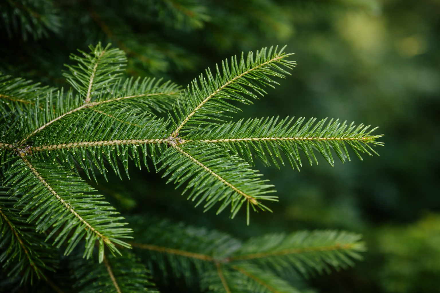 Abies balsamea