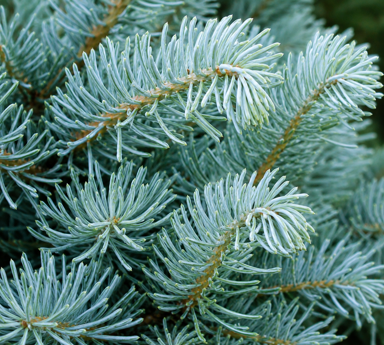Abies concolor 'Candicans'