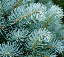 Abies concolor 'Candicans'