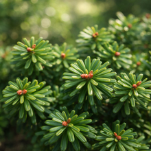 Abies koreana 'Cis'