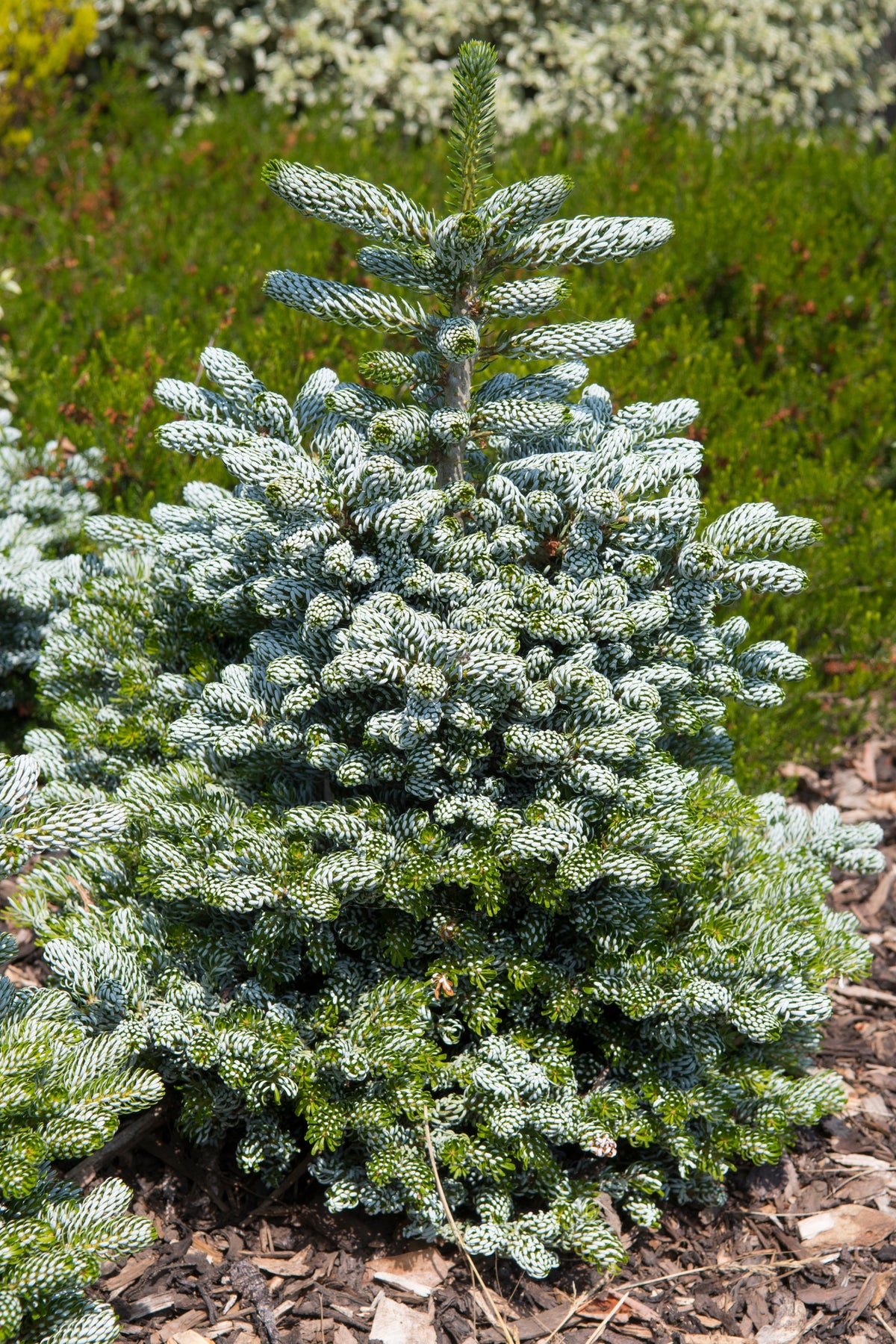 Korean 'Ice Breaker' Abies