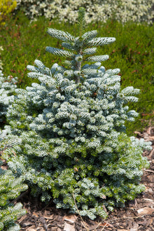 Korean 'Ice Breaker' Abies