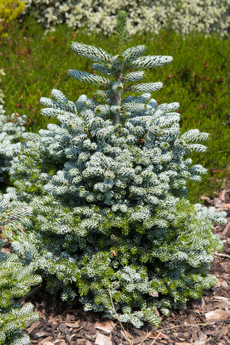 Sapin de Corée ‘Ice Breaker’ (Abies koreana)