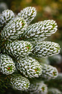 Korean 'Ice Breaker' Abies