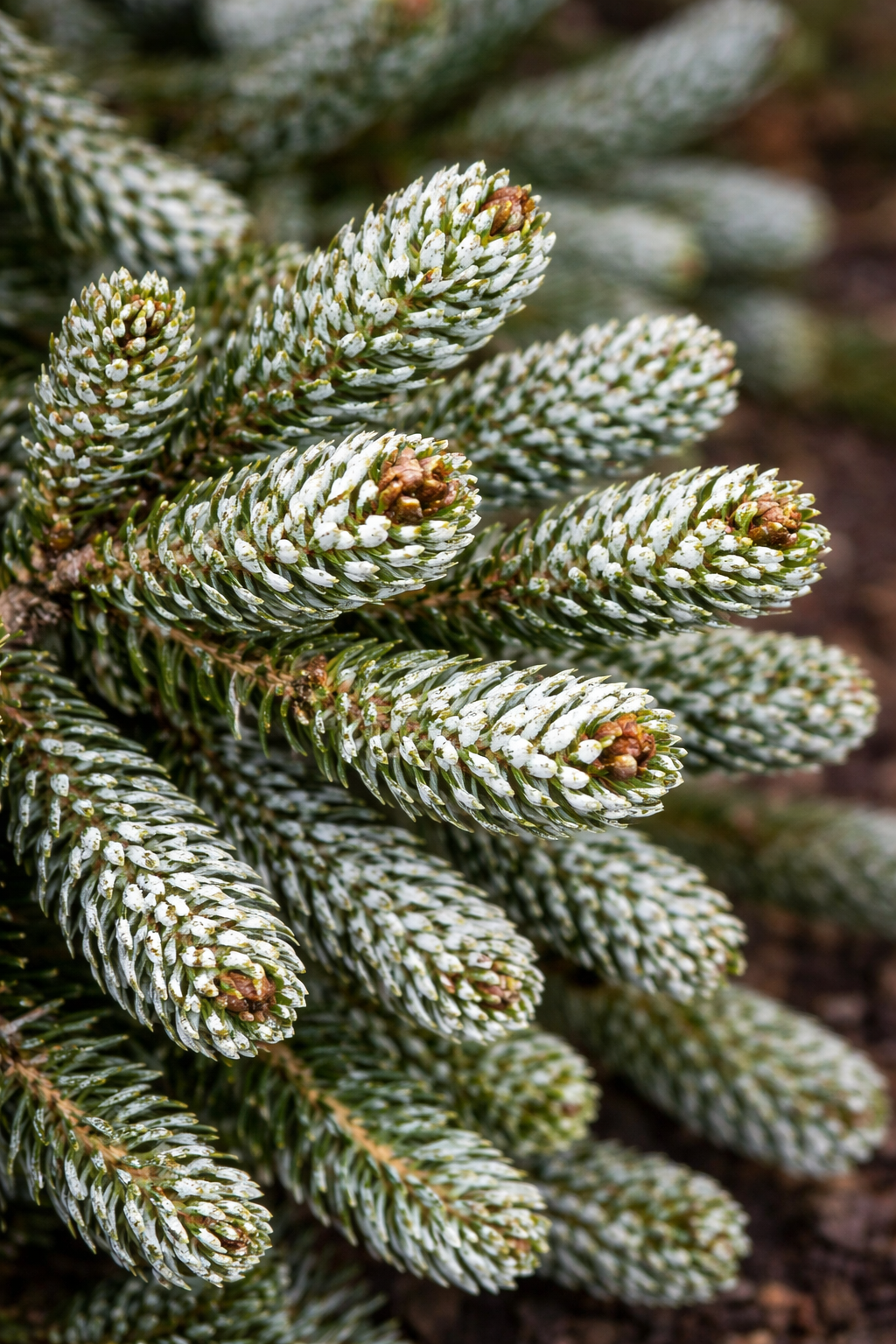 Abies koreana 'Silver Show'