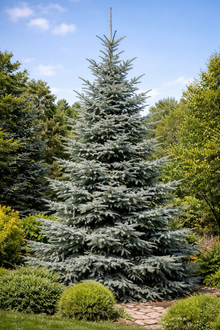 Abies procera ‘Glauca’