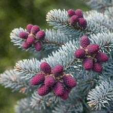 Abies procera ‘Glauca’