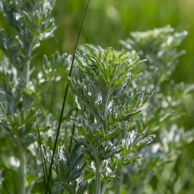 Photo de Absinthe. L’absinthe est une plante ornementale prisée pour son feuillage gris-argenté élégant, qui ajoute une touche raffinée au jardin. Le visuel permet d’observer les contours, les teintes et la disposition des éléments présentés. Les détails de forme et les contrastes donnent un aperçu de l’apparence de cette plante ou de sa récolte.