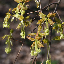 Sugar Maple