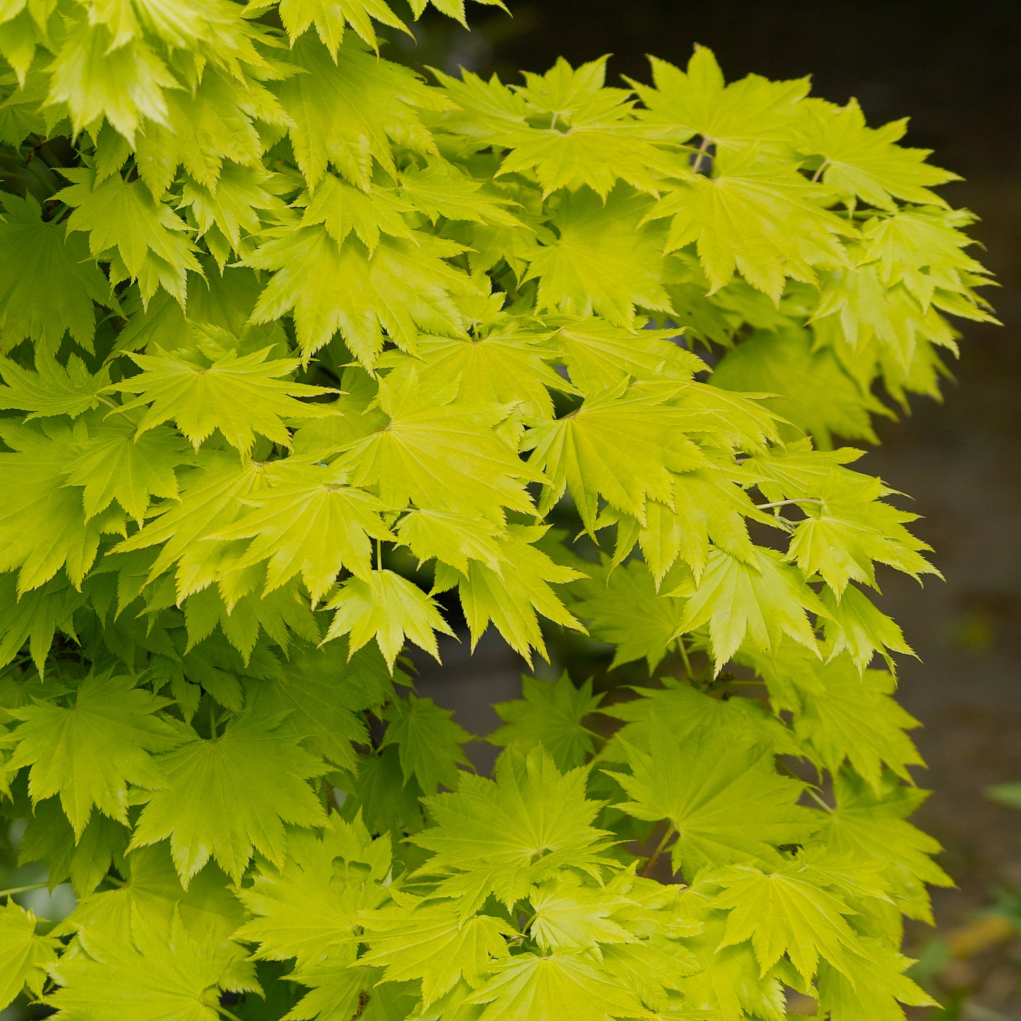 Érable pleine lune doré ‘Aureum’ (<em>Acer</em> <em>shirasawanum</em> ‘Aureum’)