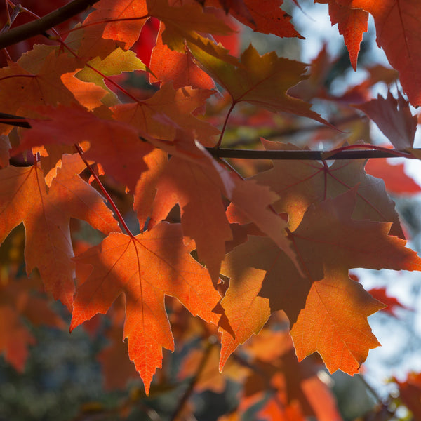 Acer × freemanii 'Autumn Fantasy'