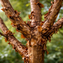 Acer griseum