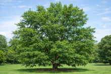 Acer miyabei 'Morton'