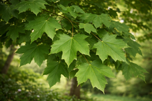 Acer miyabei 'Morton'