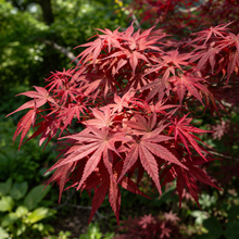 Acer palmatum Twombly's Red Sentinel