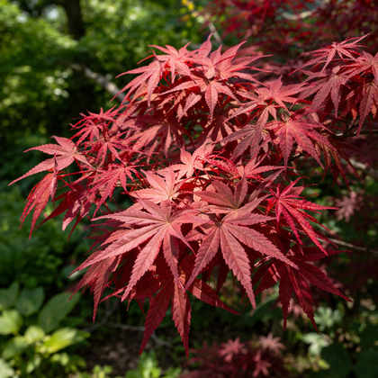 Acer palmatum 'Twombly's Red Sentinel'