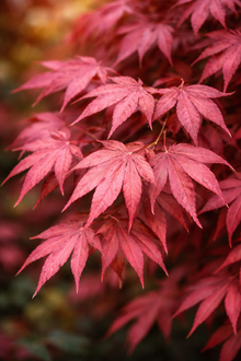 Acer palmatum 'Adrian's Compact'