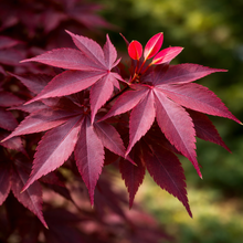 Acer palmatum 'Bloodgood Screen'