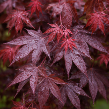 Acer palmatum 'Bloodgood'