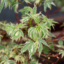 Acer palmatum 'Butterfly'