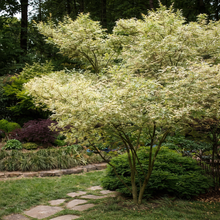 Acer palmatum 'Butterfly'