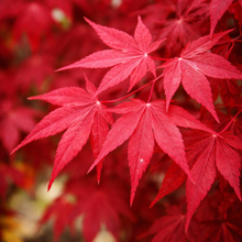 Acer palmatum 'Emperor'
