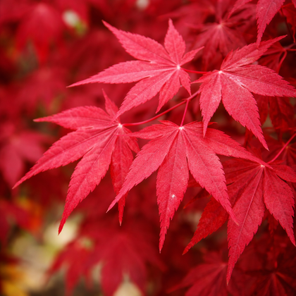 Acer palmatum 'Emperor'