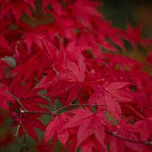 Acer palmatum 'Fireglow'