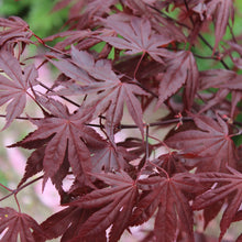 Acer palmatum 'Fireglow'