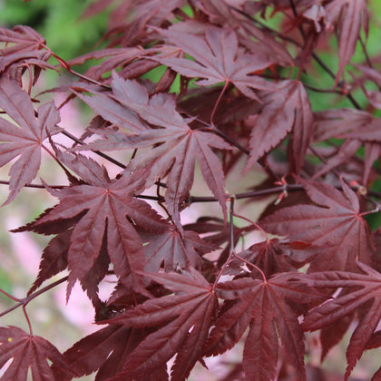 Acer palmatum 'Fireglow'