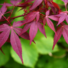 Acer palmatum 'Hime Shojo'
