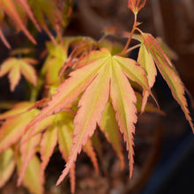 Acer palmatum 'Katsura'