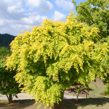 Acer palmatum 'Katsura'