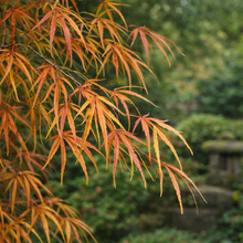 Acer palmatum 'Koto-no-Ito'