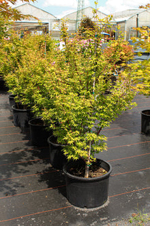 Acer palmatum 'Little Sango'