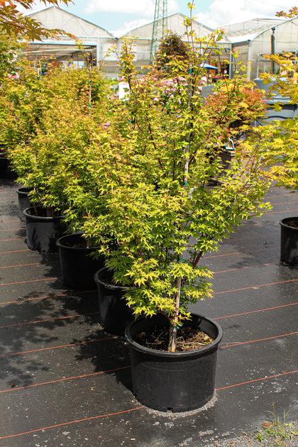 Acer palmatum 'Little Sango'
