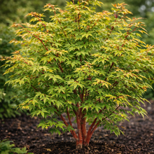 Acer palmatum 'Little Sango'