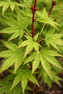 Acer palmatum 'Little Sango'