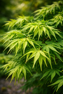 Acer palmatum 'Mikawa Yatsubusa'