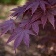 Acer palmatum 'Moonfire'