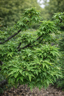 Acer palmatum 'Ojishi'
