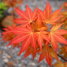 Acer palmatum 'Orange Flame'