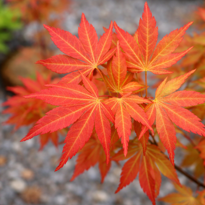 Acer palmatum 'Orange Flame'