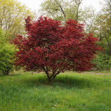 Acer palmatum 'Oshio Beni'