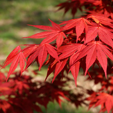 Acer palmatum 'Oshio Beni'