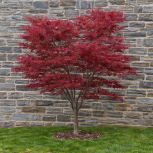 Acer palmatum 'Red Spider'