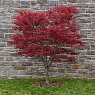 Érable du Japon ‘Red Spider’ (Acer palmatum)