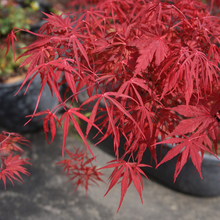 Acer palmatum 'Red Spider'