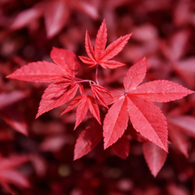 Acer palmatum 'Rhode Island Red'