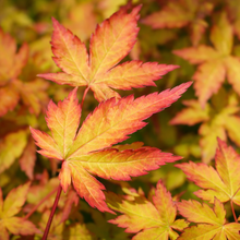 Acer palmatum 'Sango-kaku'